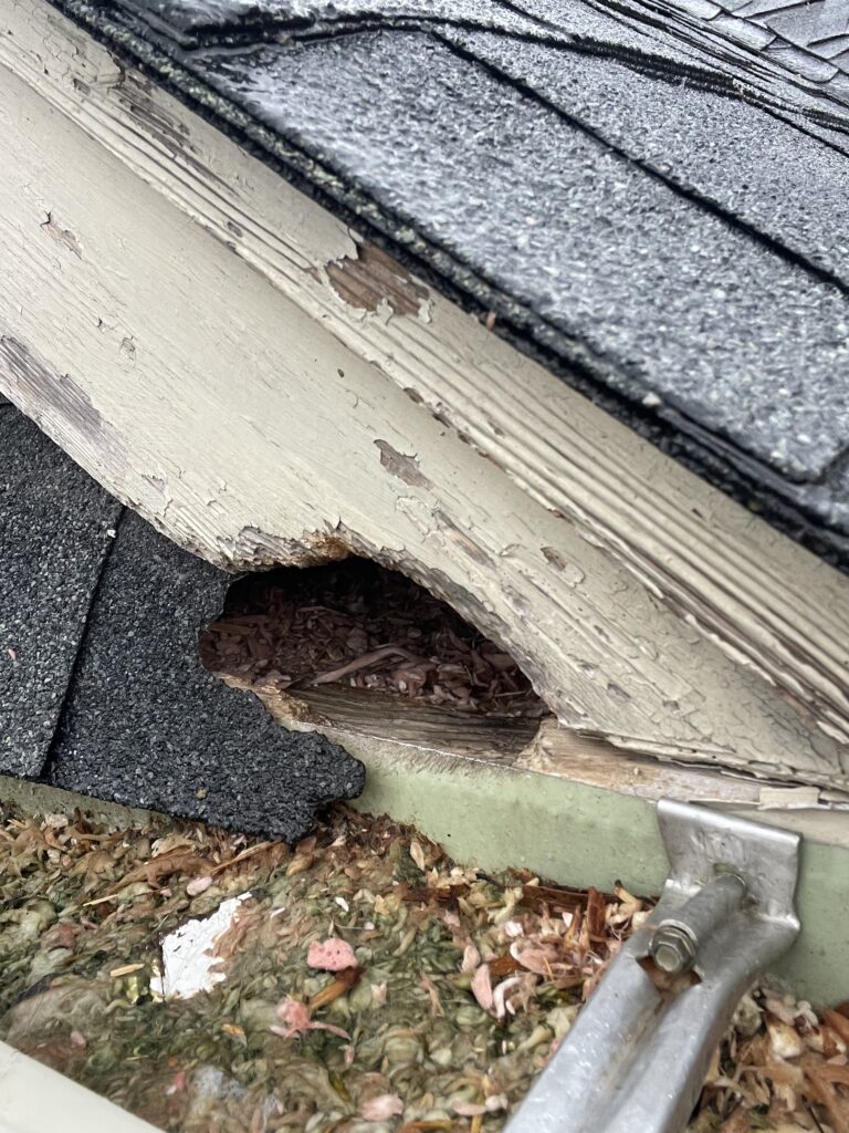 squirrels squirrel damage2 (hole in roof)