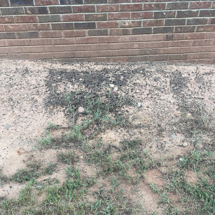bat guano